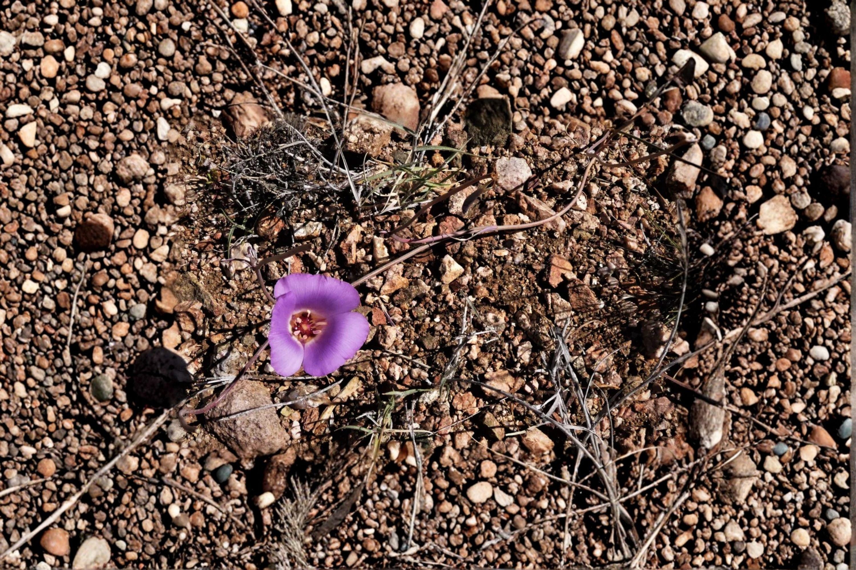 Calochortus flexuosus Winding Mariposa Lily / Straggling Mariposa Lily – 30 Seeds | Native Western Wildflower | Elegant Mariposa Lily