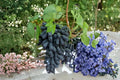 Moon Drop Grape 5 Cuttings 6-8" (Vitis vinifera) Seedless Grape Vine Cuttings