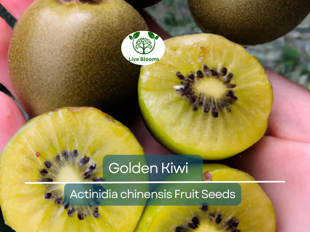 50 Golden Kiwi Seeds (Actinidia chinensis), Fast Growing Edible Fruit Vine, Sweet Kiwifruit, Garden Starter, Backyard Vine, High Yield