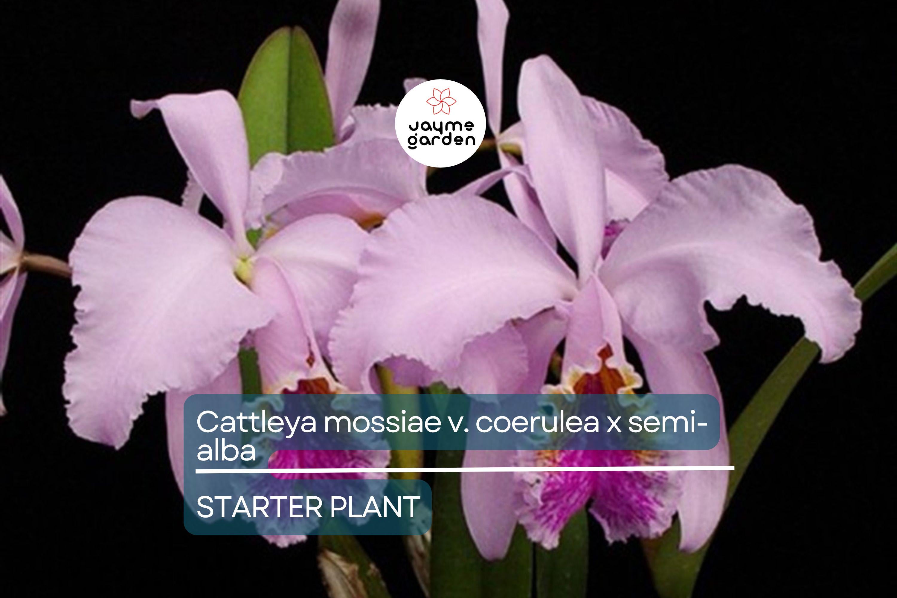 Cattleya Mossiae x Semi-Alba Orchid Seedlings | Live Plant | Blue Dynasty x Semi-Alba | Great Collector's Species | Fast Growth