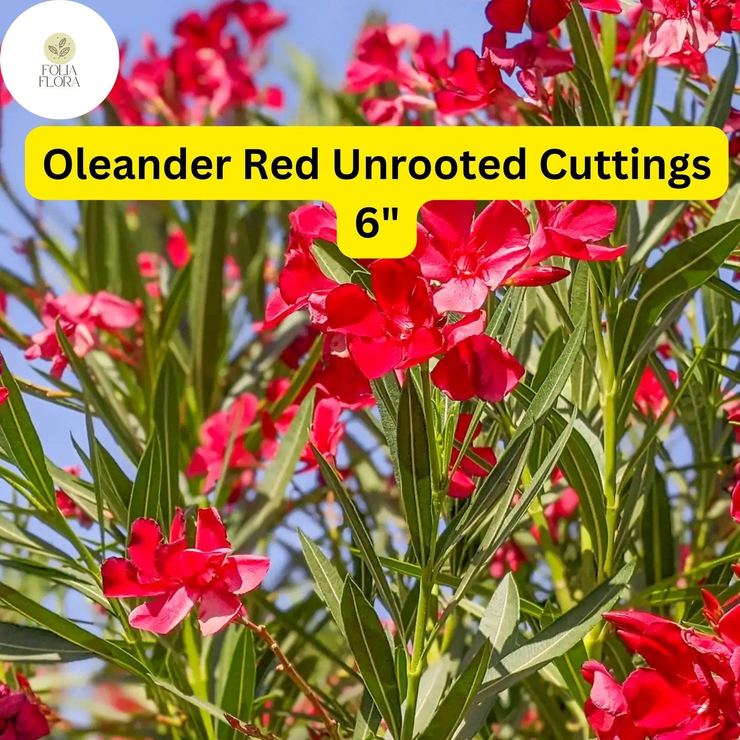 Oleander Red | 7 Live 6” Unrooted Cuttings | Flowering Shrub | Drought-Tolerant, Fast-Growing, Evergreen, Ornamental Hedge Plant