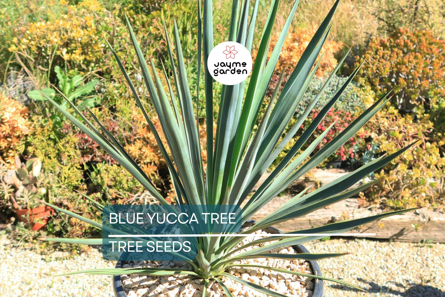 10 Blue Yucca Tree Seeds (Yucca rigida) – Cold Hardy, Rare Agave-Like Plant