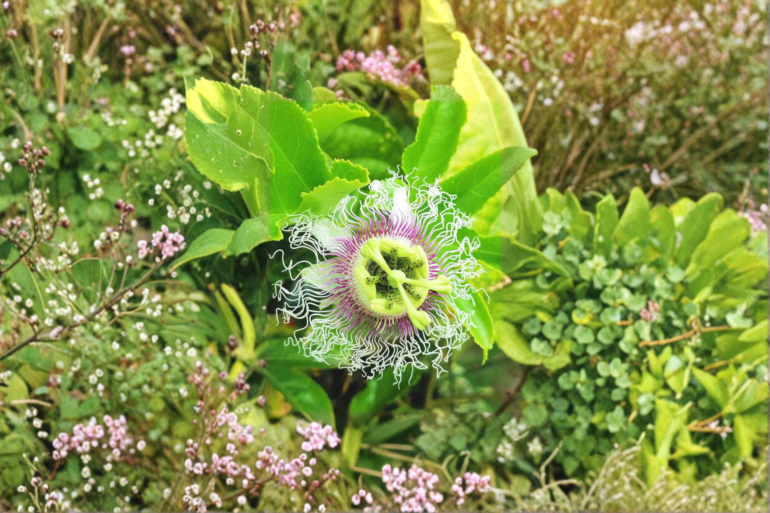 Passion Fruit Vine – Passiflora edulis Seeds | 10 Seeds | Purple Granadilla | Tropical Climbing Plant