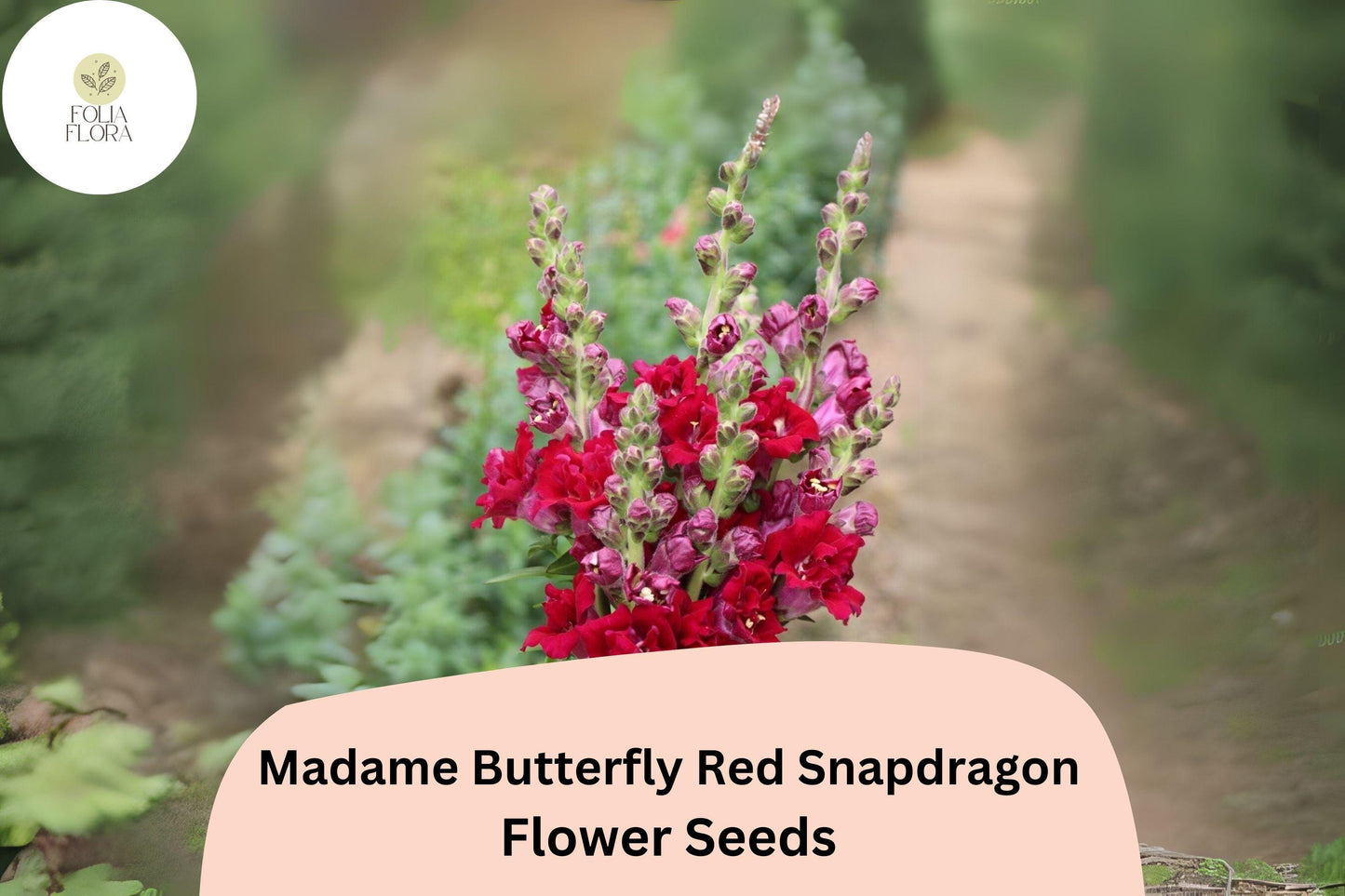 Antirrhinum majus Madame Butterfly Red Snapdragon Seeds – 1000+ Ruffled Blooms for Garden & Cut Flowers
