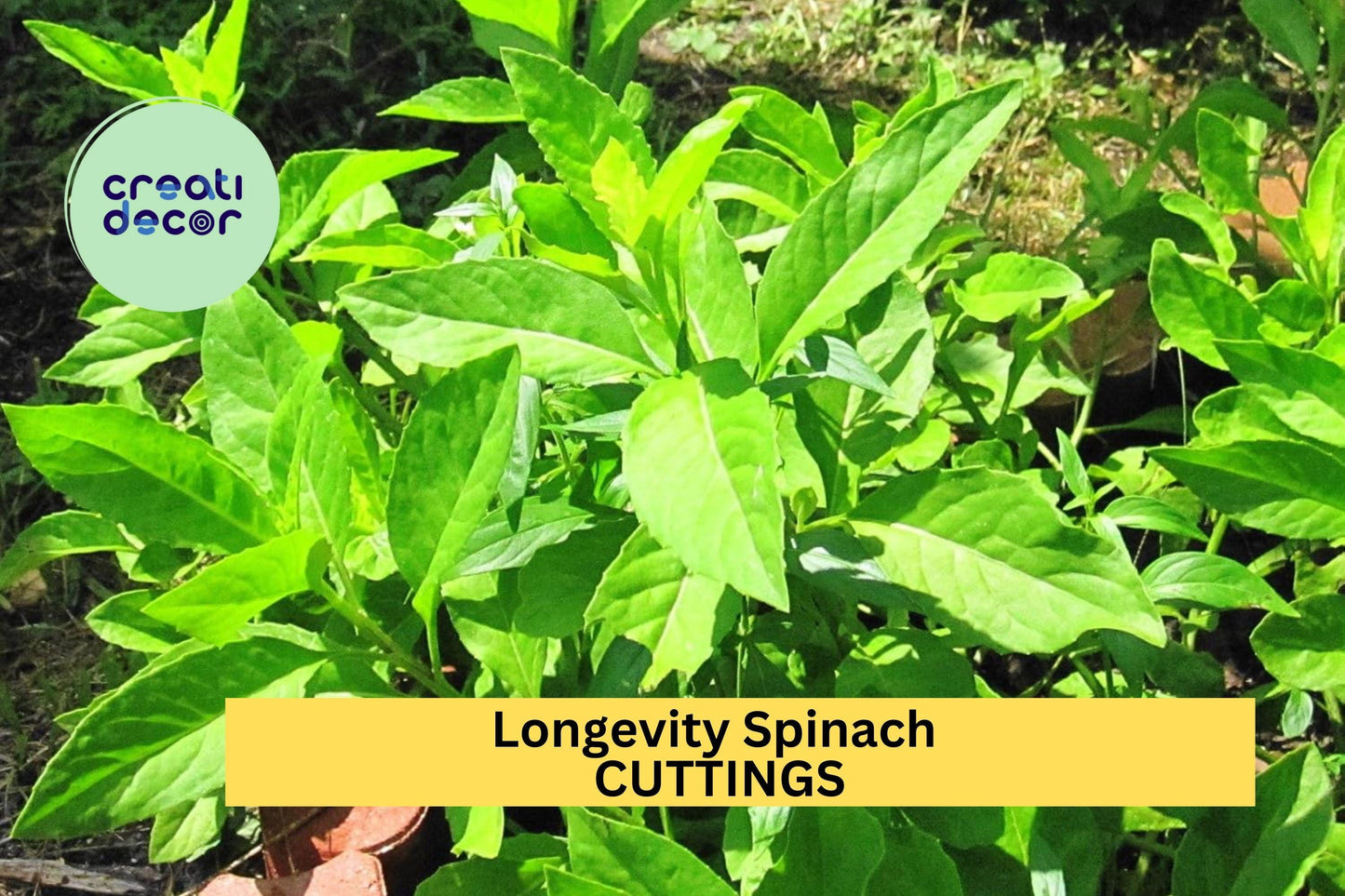 10 Longevity Spinach Cuttings – Gynura procumbens Unrooted Fresh Stems for Garden or Pots, Easy-Grow Edible Green – Free Ship – USA