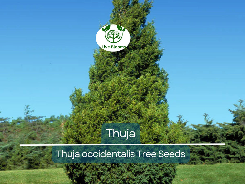 50 Thuja Tree Seeds (Thuja occidentalis), White Cedar Arborvitae, Fast-Growing Hedge Row, Privacy Screen, Evergreen, Perfect for Landscaping