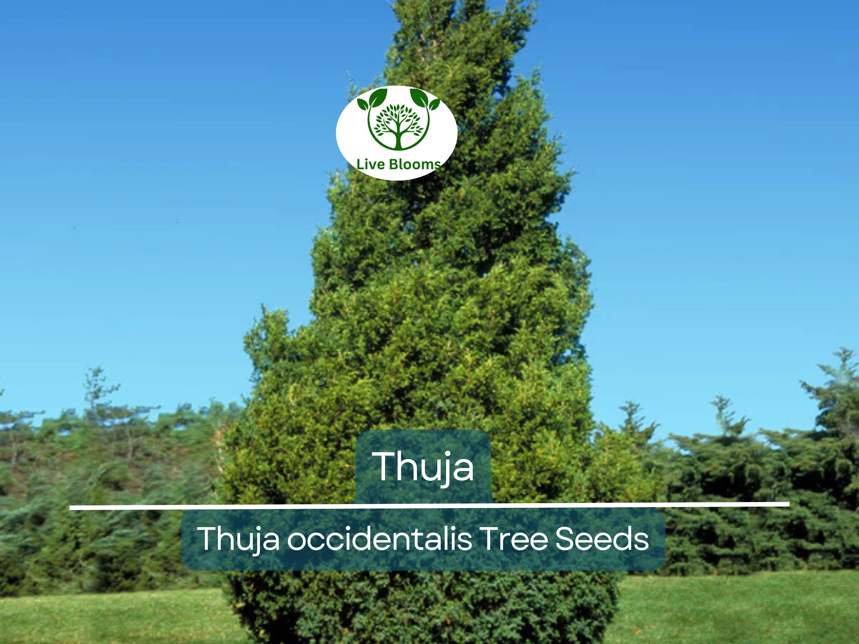 50 Thuja Tree Seeds (Thuja occidentalis), White Cedar Arborvitae, Fast-Growing Hedge Row, Privacy Screen, Evergreen, Perfect for Landscaping