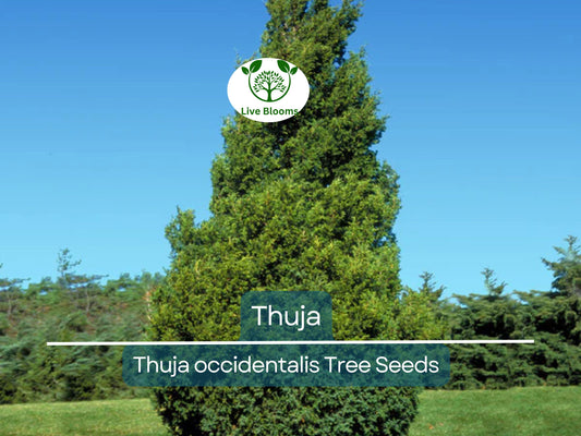 50 Thuja Tree Seeds (Thuja occidentalis), White Cedar Arborvitae, Fast-Growing Hedge Row, Privacy Screen, Evergreen, Perfect for Landscaping
