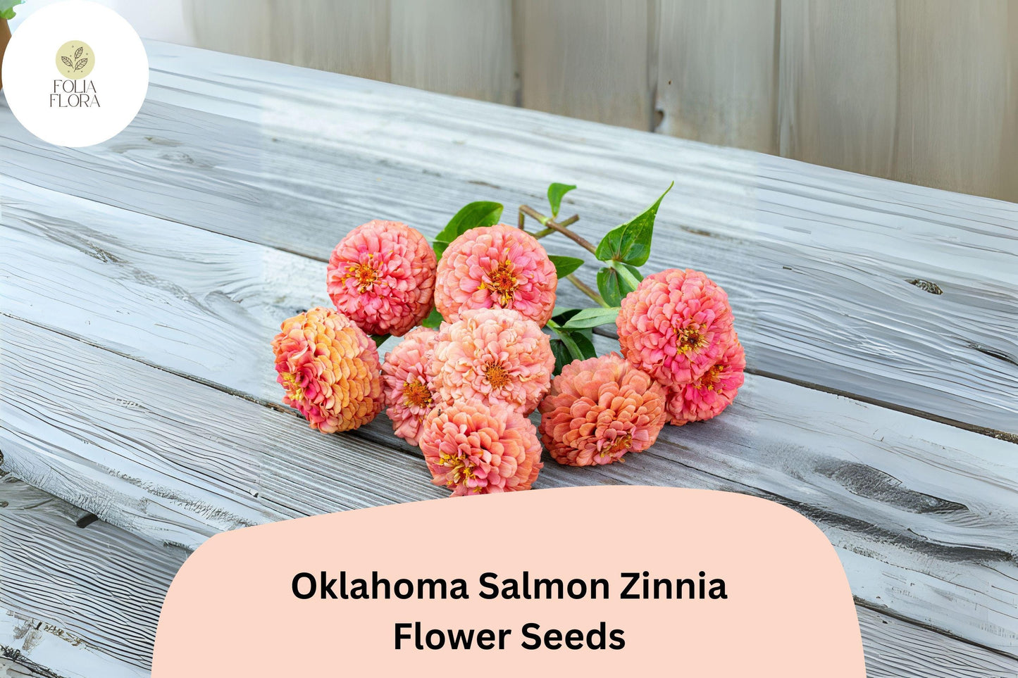 100+ Oklahoma Salmon Zinnia Seeds – Soft Pink-Orange Blooms for Cut Flowers & Summer Gardens