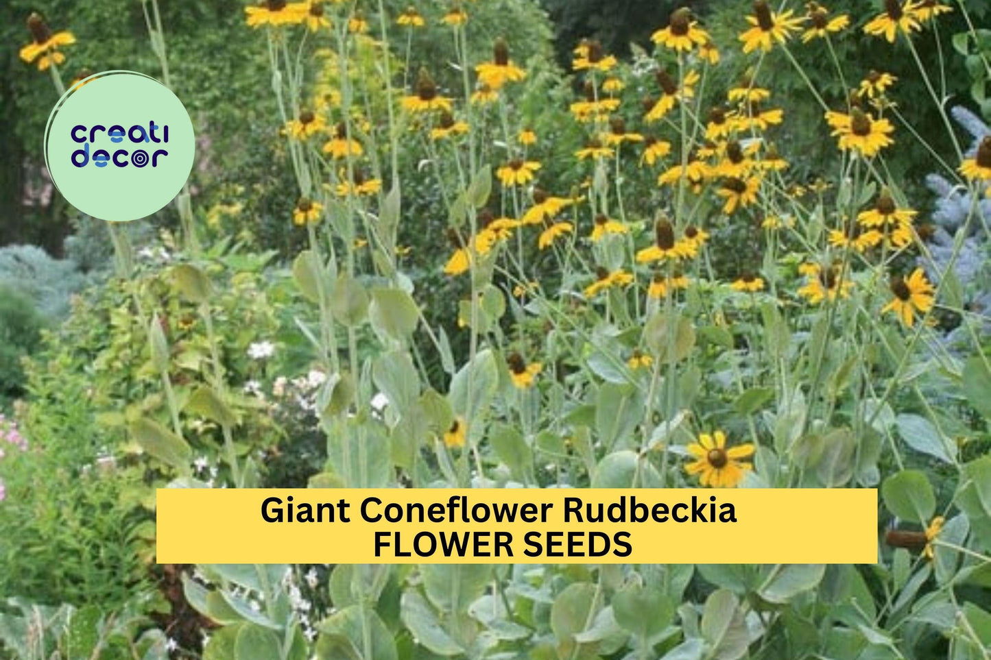 200+ Giant Coneflower Rudbeckia Seeds – Tall Yellow Blooms for Garden Planting, Pollinator-Friendly Native Perennial – USA