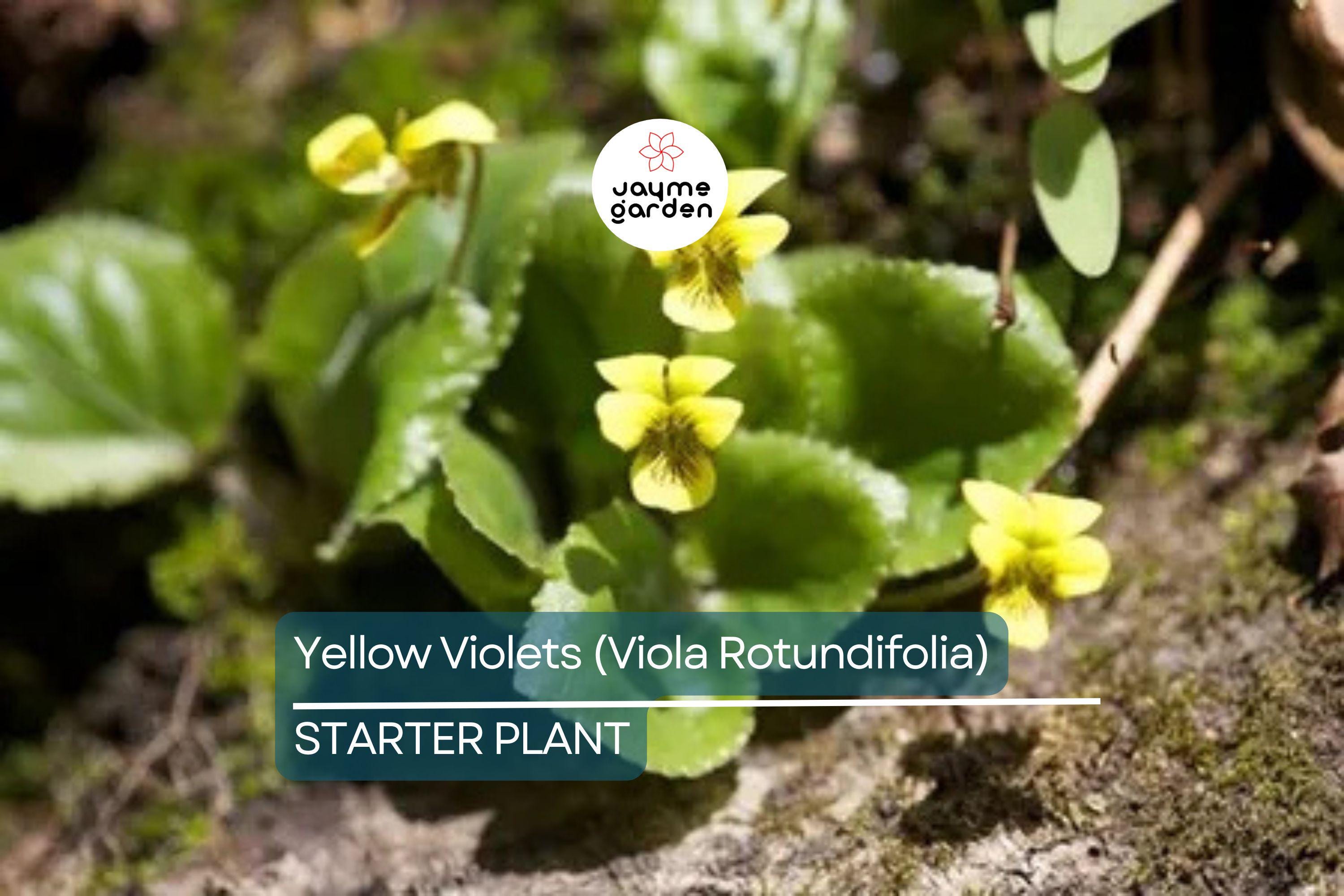 Yellow Violets (Viola Rotundifolia) | Bare-Root Starter Plants - Heart-Shaped Leaves & Yellow Flowers - 4–24" Growth
