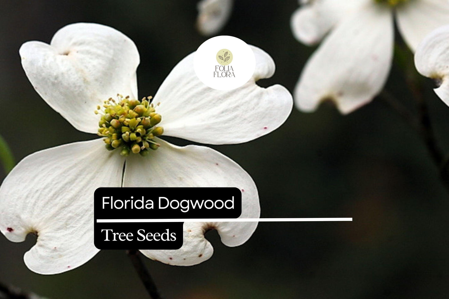 Florida Dogwood Seeds (Cornus florida) | 5 Seeds | Elegant White & Pink Blooms | Ornamental Tree