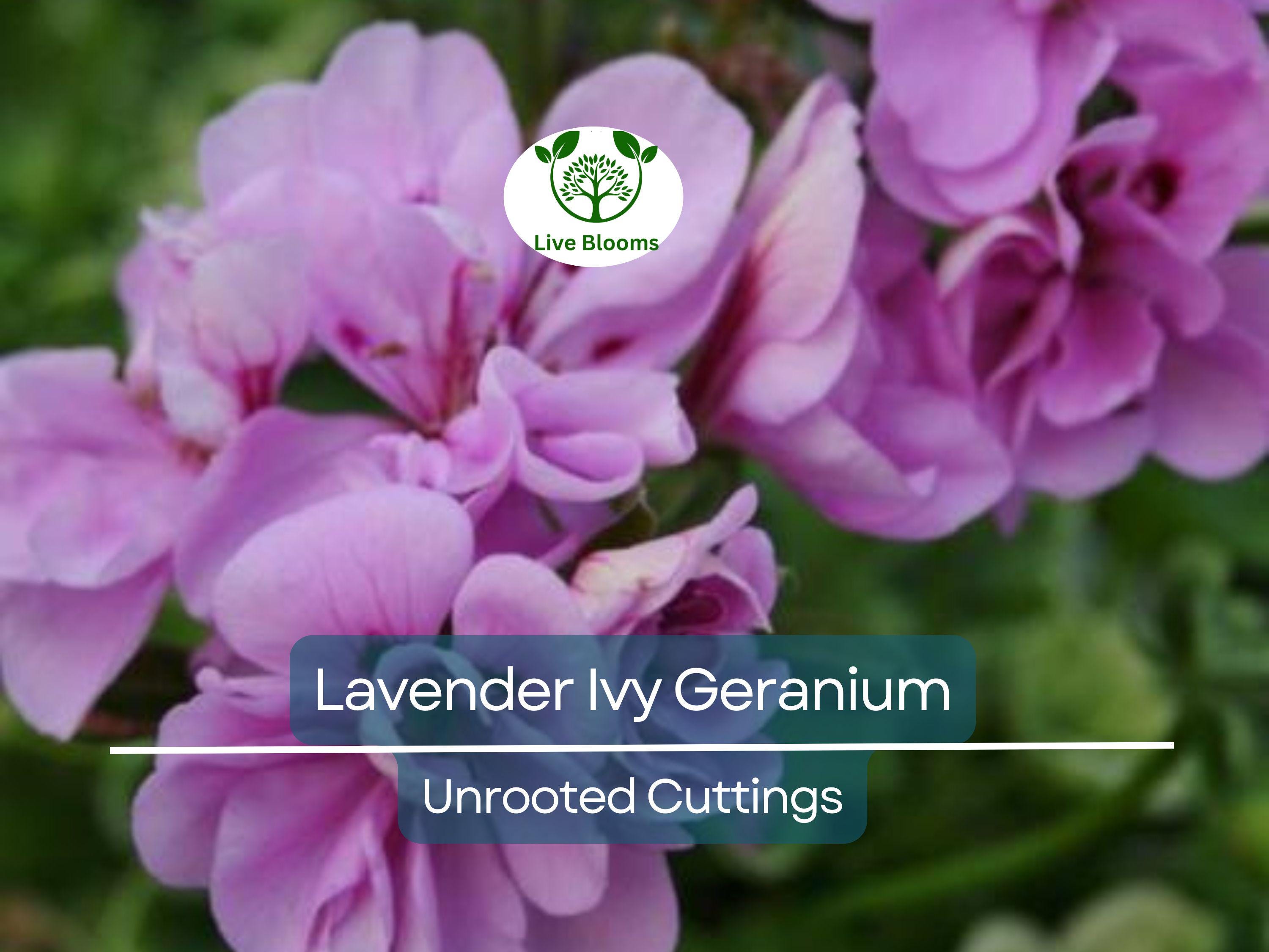3 Lavender Pelargonium Peltatum Trailing Ivy Geranium Unrooted Cuttings 6" Live Plant, Geraniums for Hanging Baskets, Easy Propagation