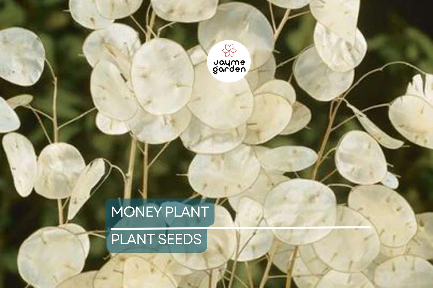 50+ Money Plant Seeds (Lunaria Biennis) - Biennial Garden Flower - Free Shipping