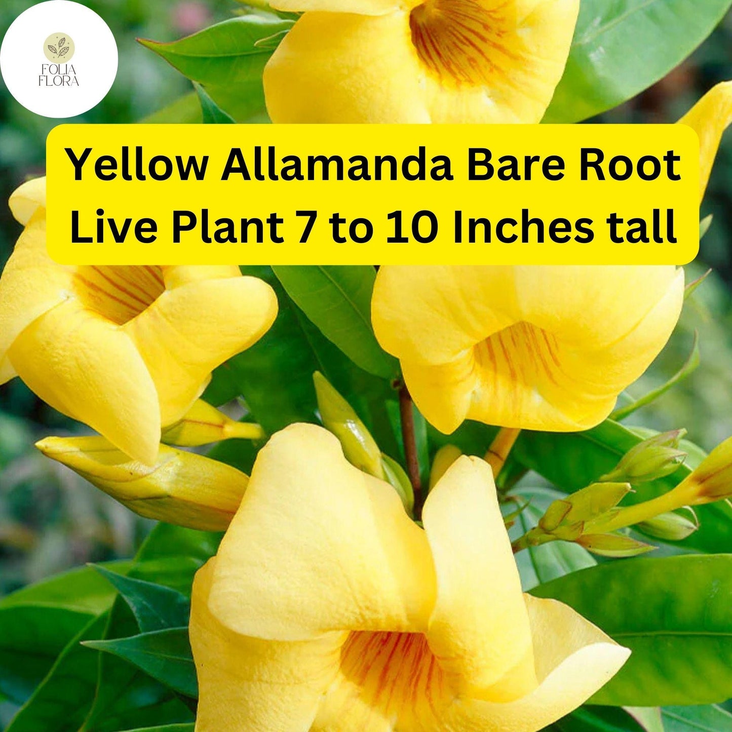 1 Yellow Allamanda - Bare Root Starter Live Plant 7-10” - Perennial Vine, Tropical Yellow Flowers
