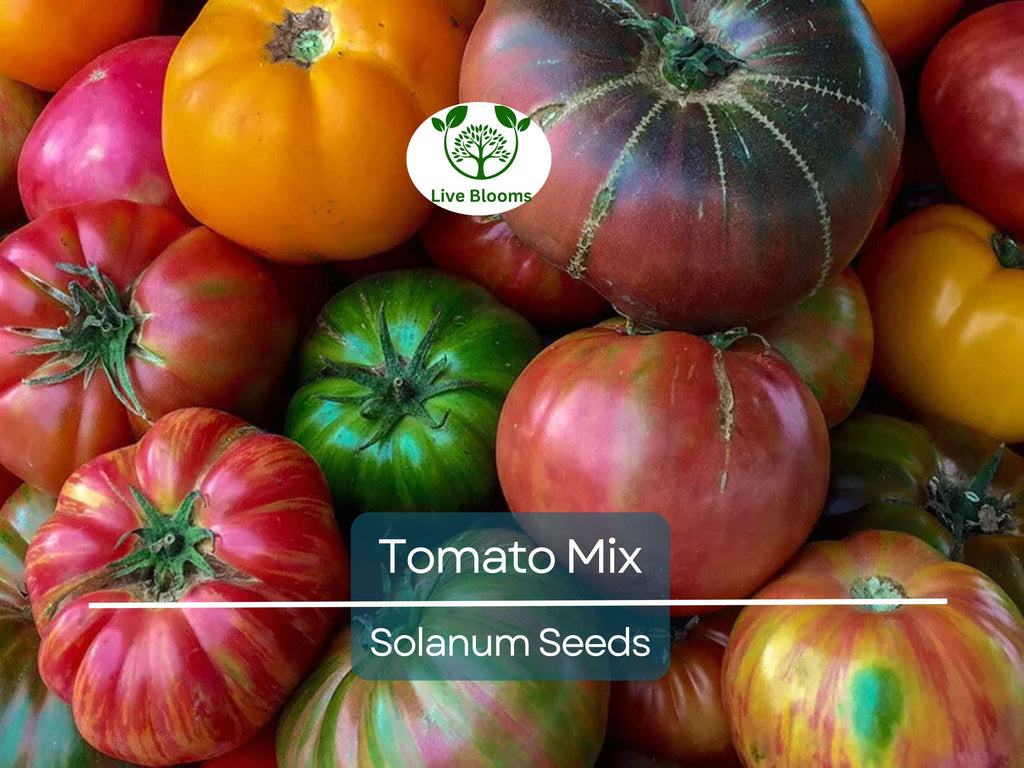 100 Heirloom Tomato Mix Seeds – Colorful Open-Pollinated Varieties | Lycopersicon esculentum | Non-GMO | Bright & Flavorful