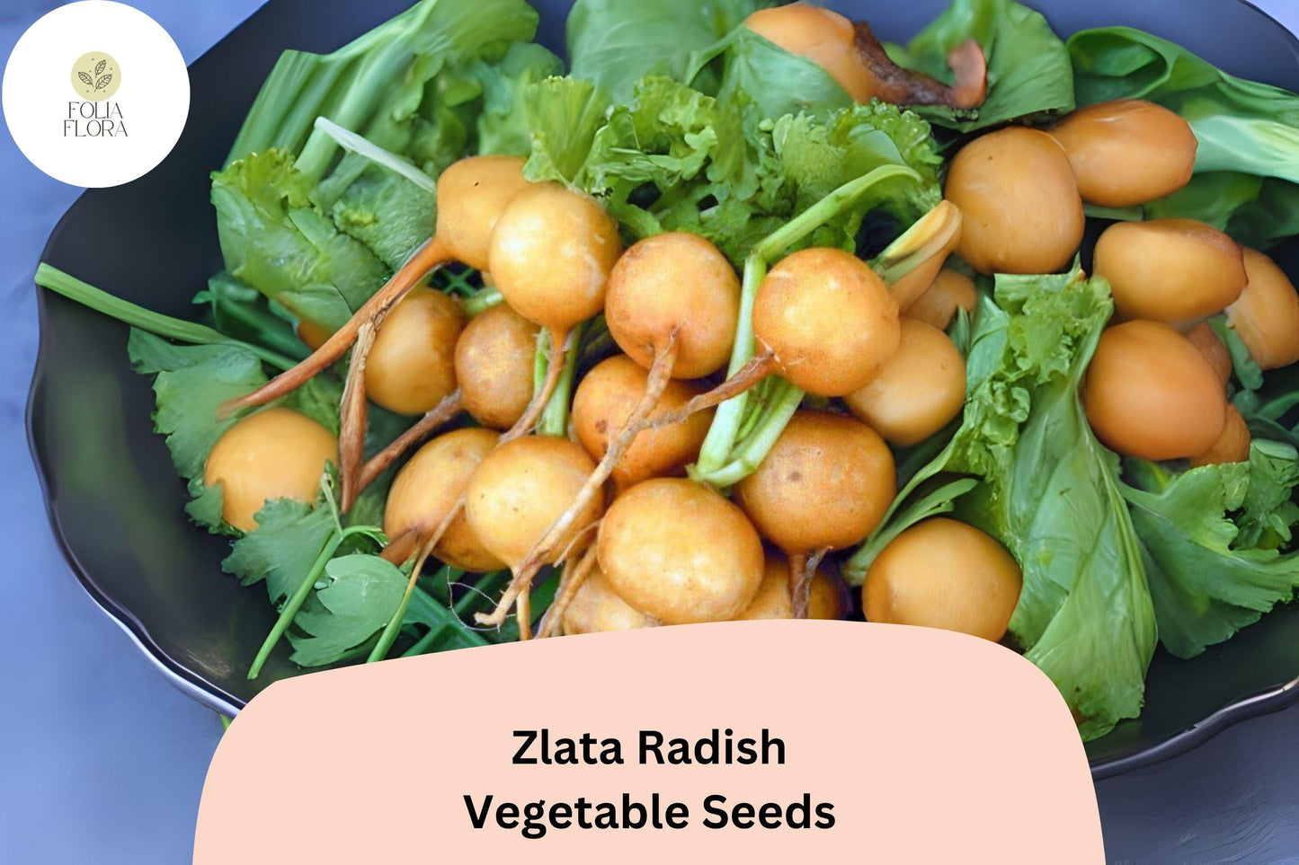 500+ Zlata Radish Seeds – Heirloom Garden Radish, Crisp Edible Roots
