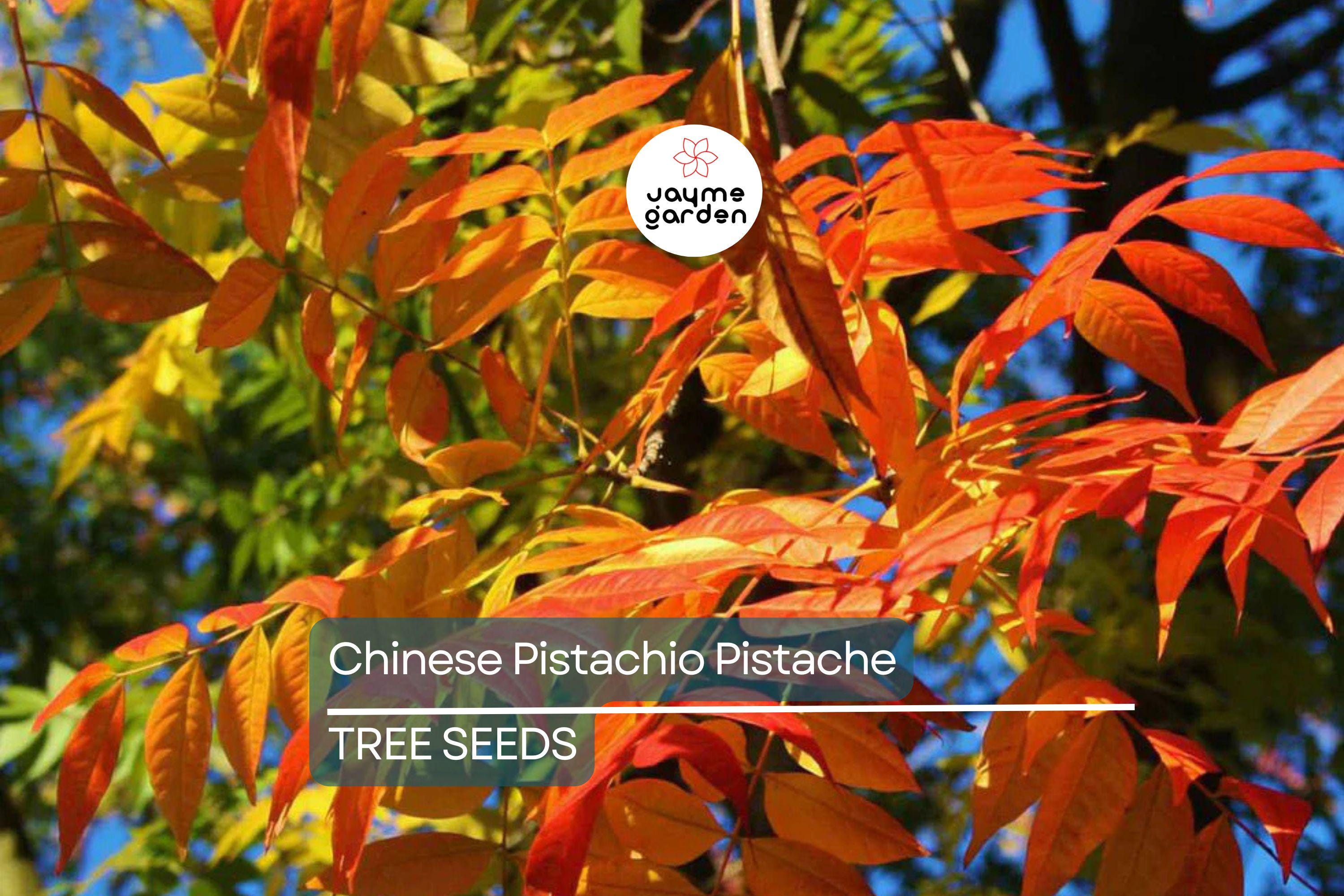 10 Chinese Pistachio Tree Seeds (Pistacia chinensis) – Hardy Ornamental, Fast Fall Color, 35' Tall