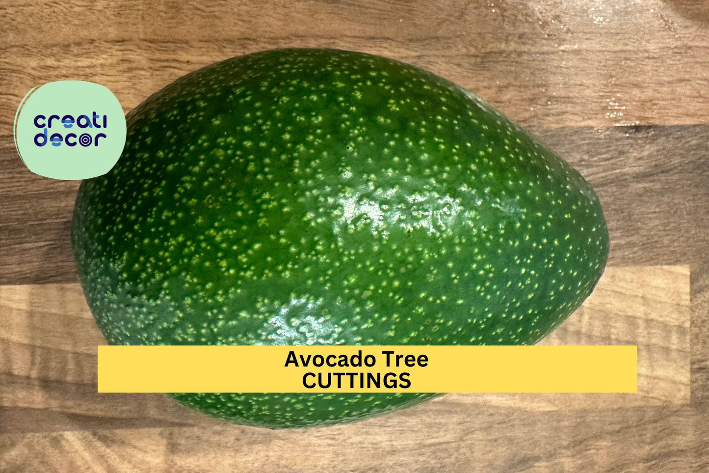 3 Zutano Avocado Tree Cuttings | Persea Americana Unrooted Scions | Grafting Wood or Rooting Starter | Type B Pollinator