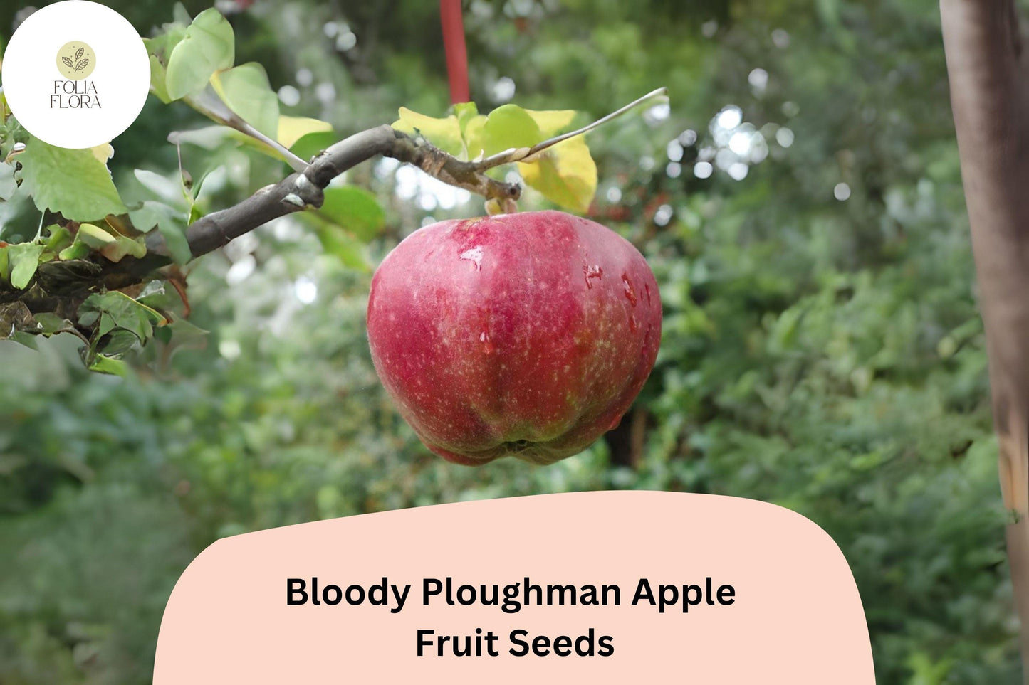 25+ Bloody Ploughman Apple Seeds for Planting | Scottish Heirloom Apple Tree | Red Flesh Sweet Fruit | Garden Orchard Seeds