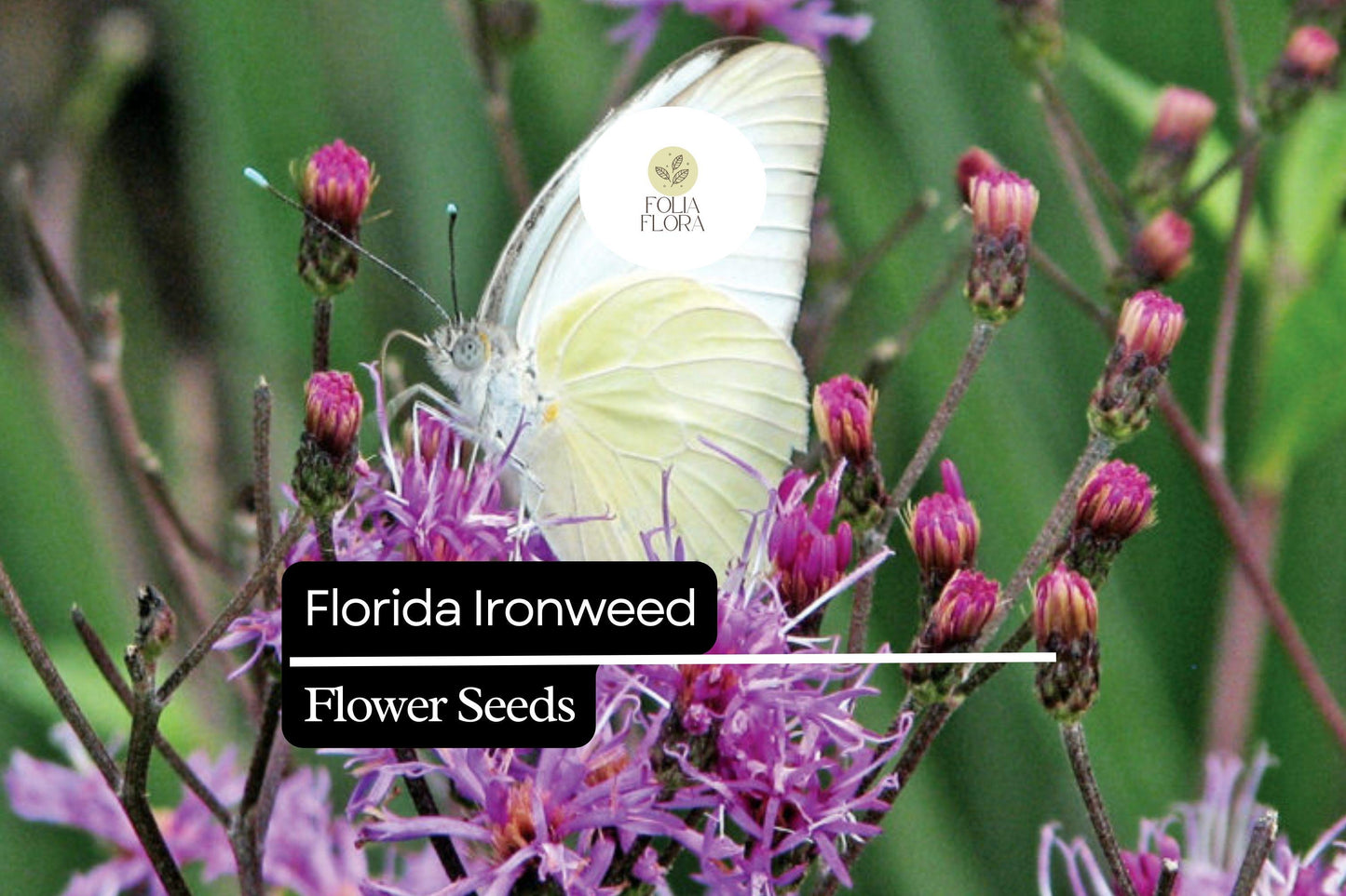 Florida Ironweed Seeds (25) | Vernonia angustifolia | Native Wildflower | Pollinator-Friendly Perennial for Natural Gardens