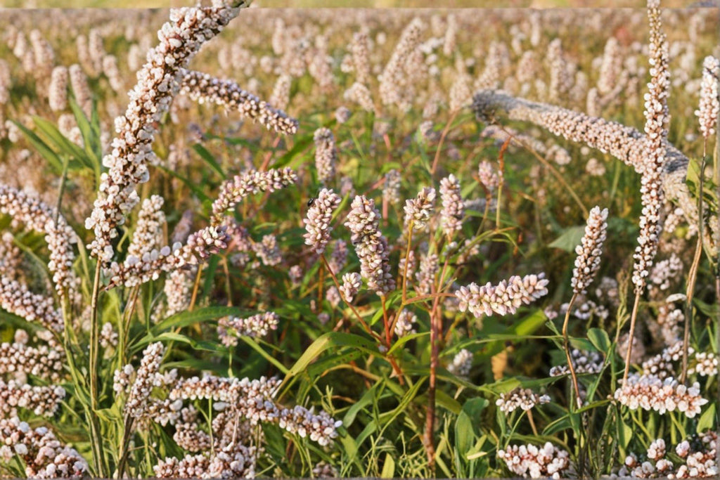 Pinkweed – Persicaria pensylvanica, Native Annual Wildflower | Pollinator Plant (15 Seeds)