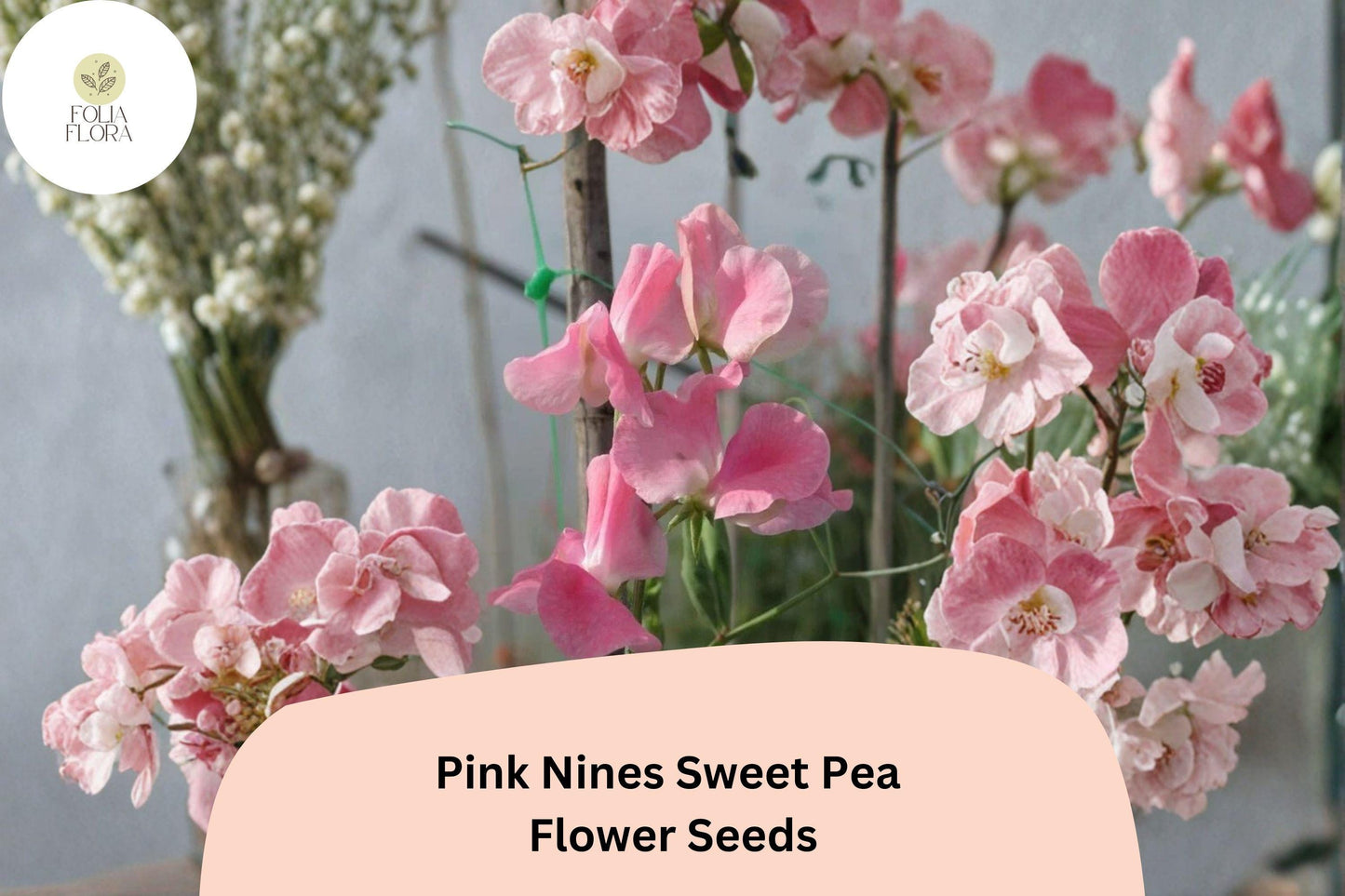 Pink Nines Sweet Pea Seeds | Lathyrus odoratus Climbing Vine (50+ Seeds) for Garden Planting