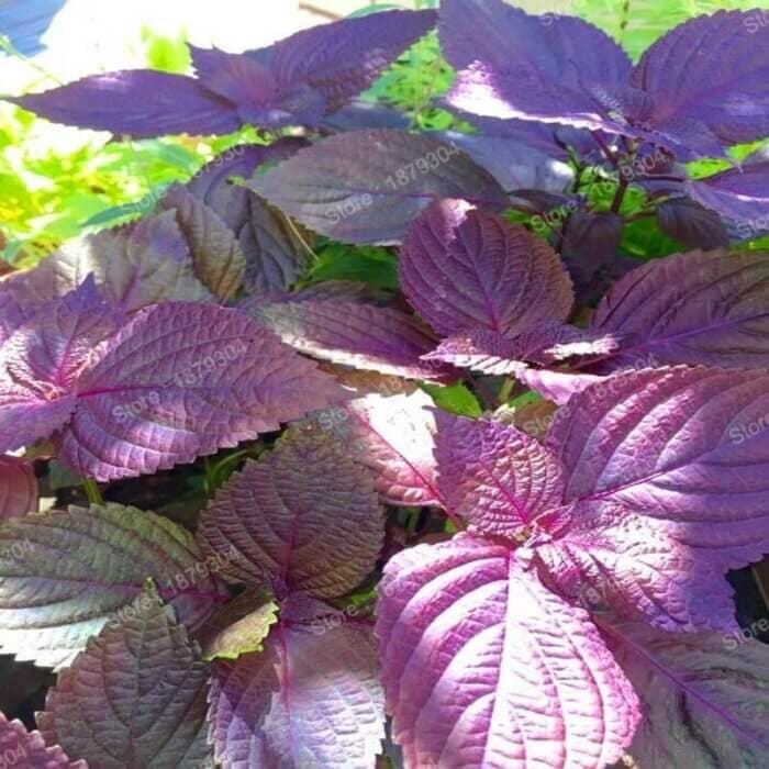 3pcs of 500mg Red Aka Shiso Perilla Seeds – Purple Culinary Herb for Pickles, Garnishes, and Japanese Garden Use Seeds for Planting