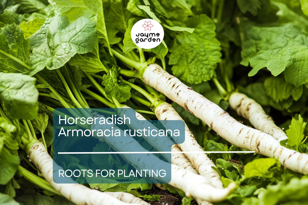 2 Horseradish Roots for Planting - Large Crowns Armoracia rusticana - Garden Perennial for Fresh Horseradish, DIY Plant Gift, Growing Guide