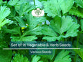 Set of 16 Vegetable & Herb Seeds – Non-GMO Garden Starter Kit, Basil, Parsley, Arugula, Dill, Broccoli, Cilantro, DIY Grow Food Indoors