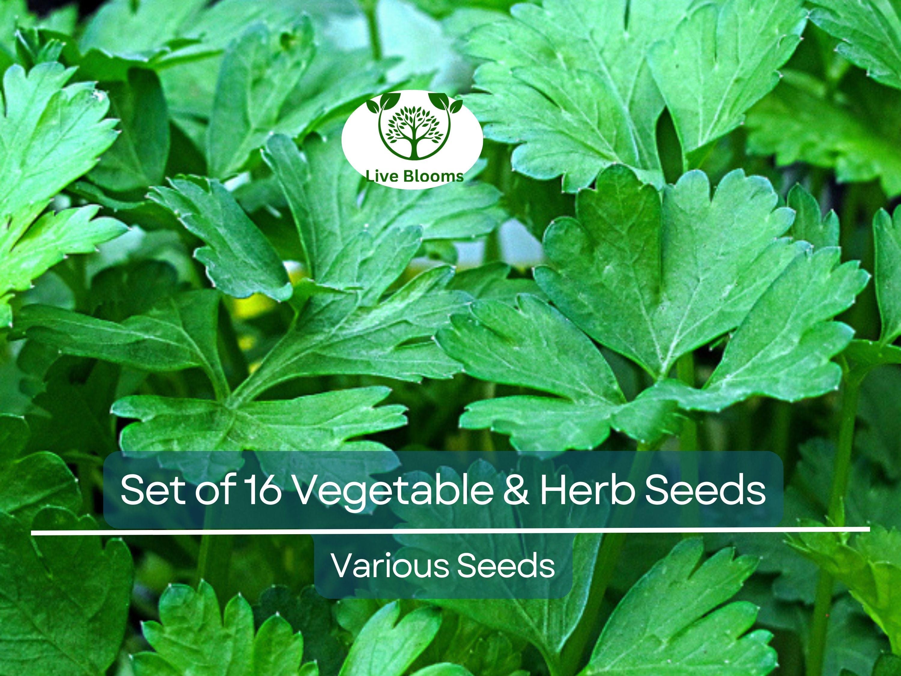 Set of 16 Vegetable & Herb Seeds – Non-GMO Garden Starter Kit, Basil, Parsley, Arugula, Dill, Broccoli, Cilantro, DIY Grow Food Indoors