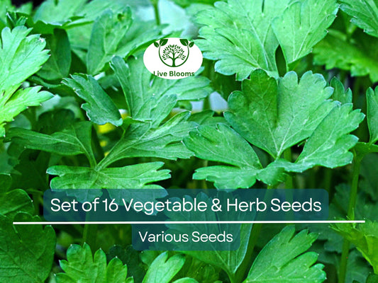 Set of 16 Vegetable & Herb Seeds – Non-GMO Garden Starter Kit, Basil, Parsley, Arugula, Dill, Broccoli, Cilantro, DIY Grow Food Indoors