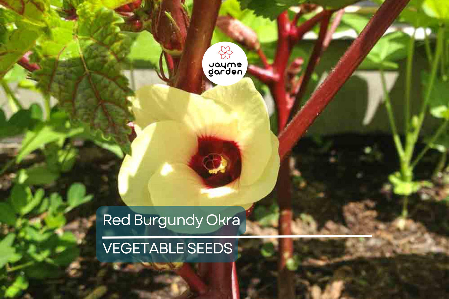 100 Red Burgundy Okra Seeds – Non-GMO Heirloom, Stunning Red Pods | USA Seller, Free Shipping