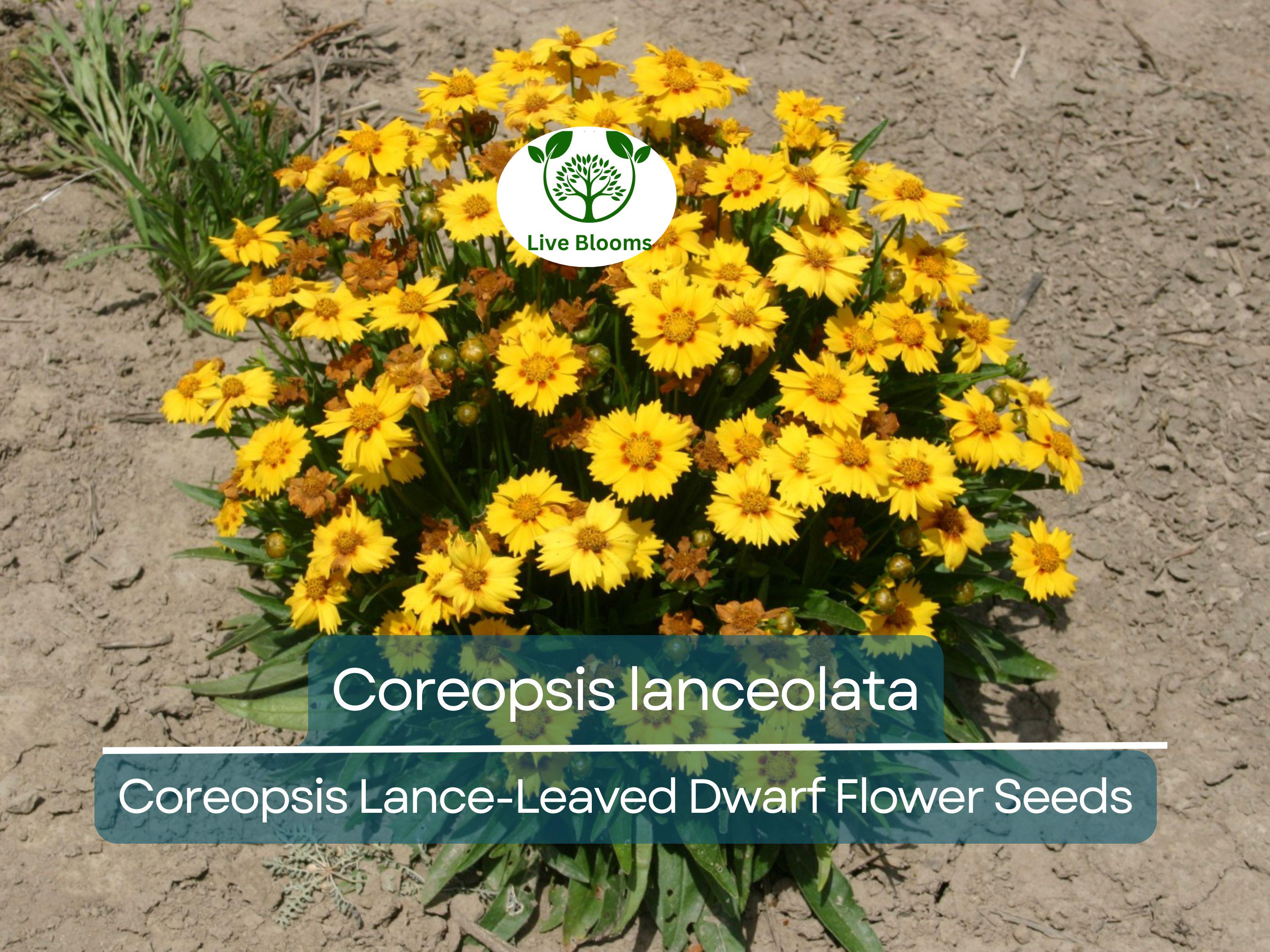50 Seeds Coreopsis Lance-Leaved Dwarf (Coreopsis lanceolata) - Yellow Wildflower for Planting, Pollinator-Friendly, Garden Blooms
