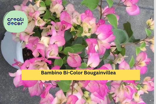 Bambino Bi-Color Bougainvillea – Pink & White – Small Rooted Starter Plug Plant – Tropical Flowering Vine for Garden or Patio Pots