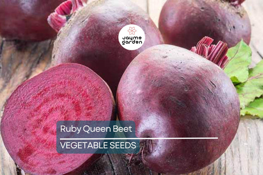 500 Ruby Queen Beet Seeds – Non-GMO Heirloom | Tender & Flavorful | Perfect for Canning | USA Seller
