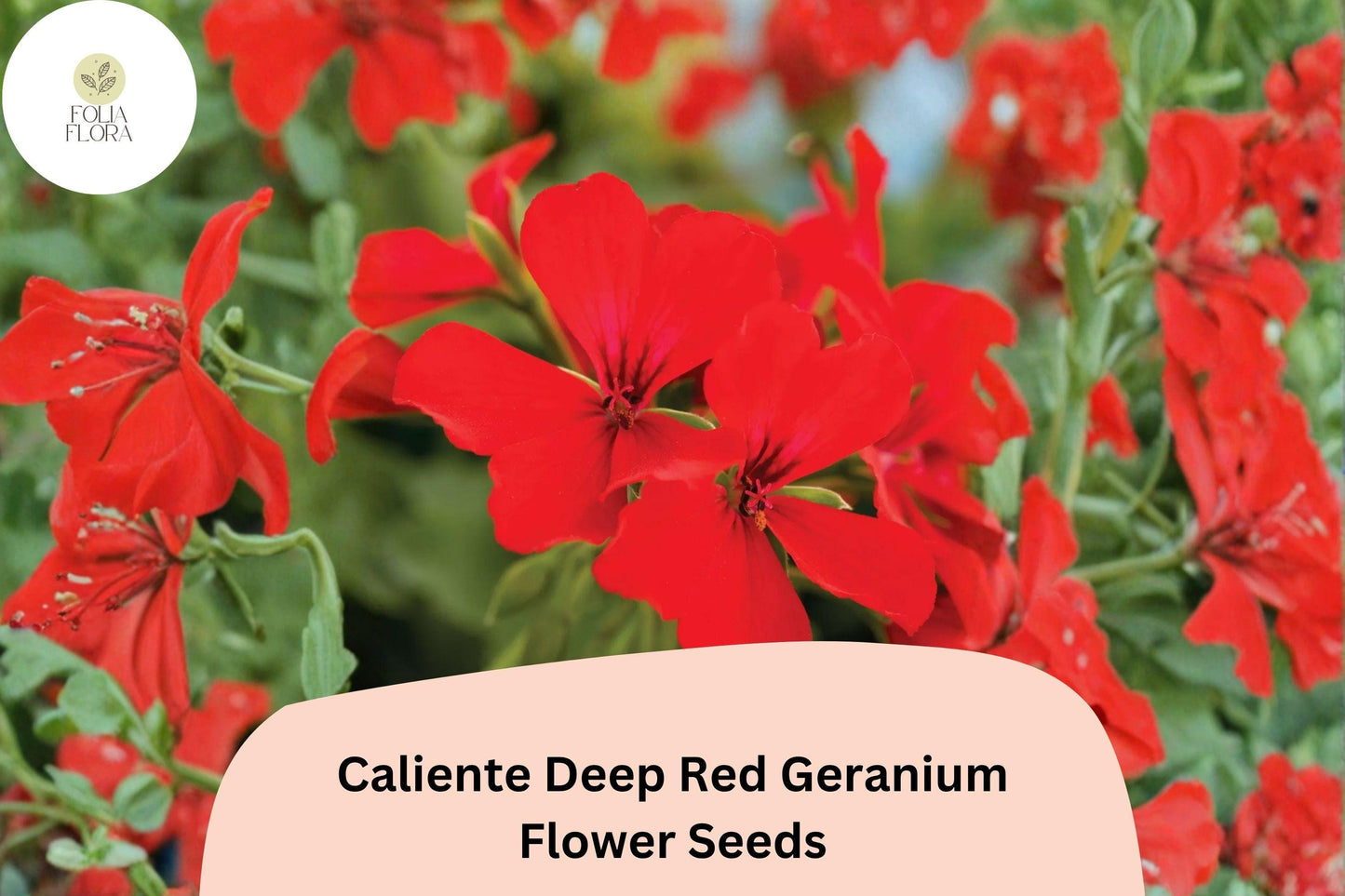25+ Caliente Deep Red Geranium Seeds | Bold Scarlet Ivy Zonal Hybrid | Garden & Hanging Basket Flower