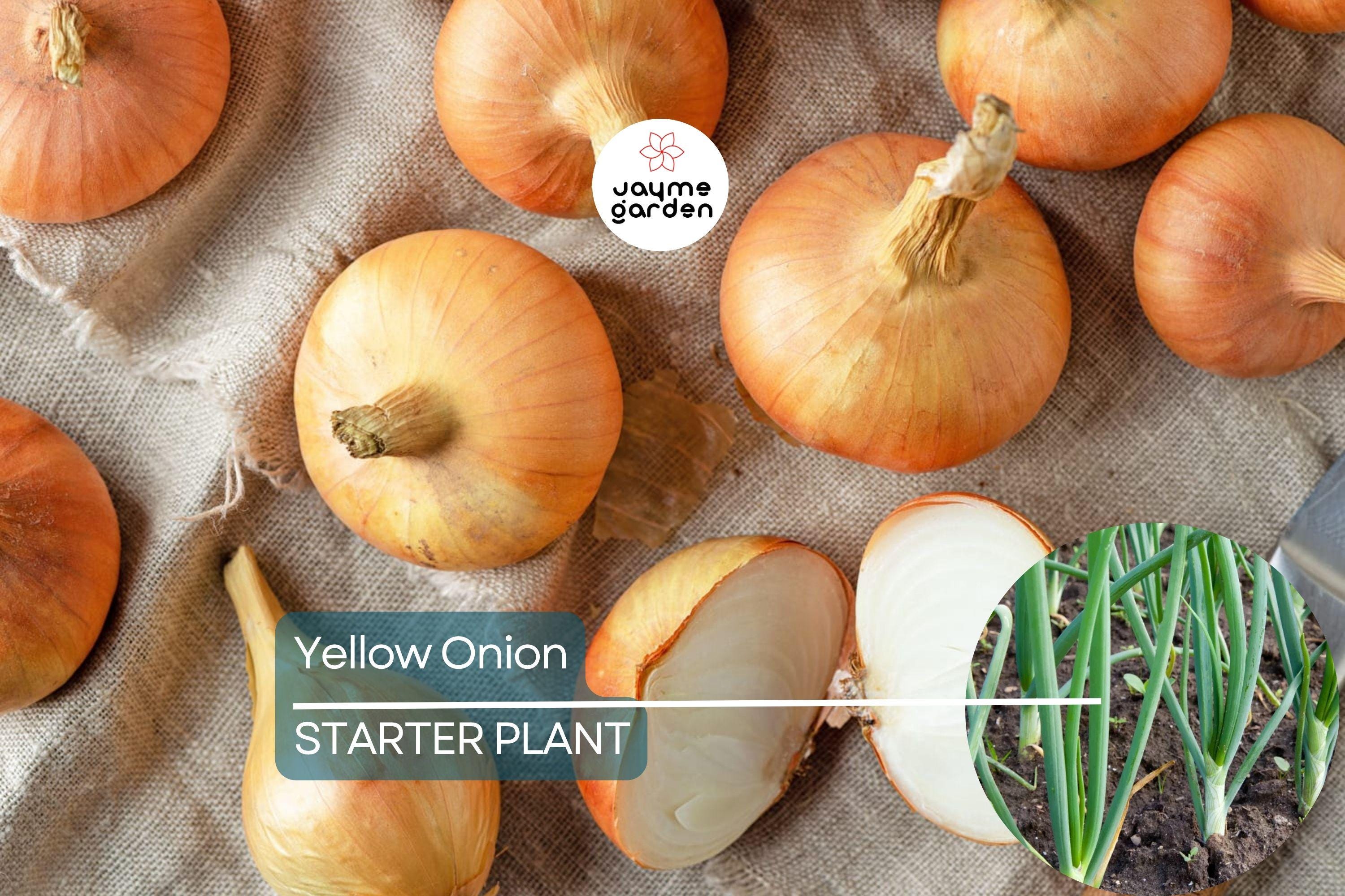 Yellow Onion Sets – Naturally Grown, Non-GMO | 8 oz. (40-60 Bulbs) | Stuttgarter Variety | Easy to Grow & Store | Shipping Now