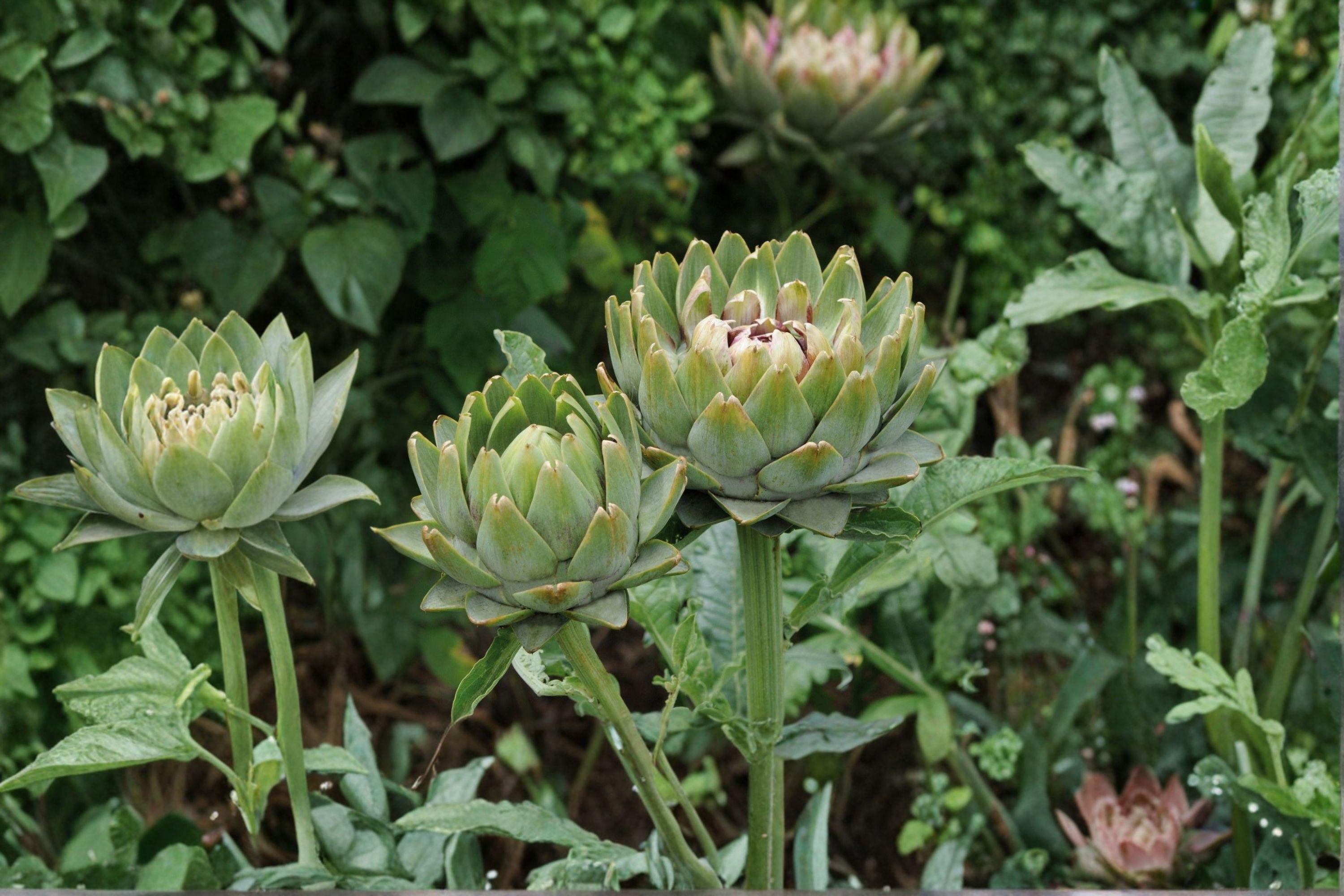 Artichoke – Green Globe 10 Seeds | Heirloom Vegetable | Large Tender Buds | Edible & Ornamental Perennial