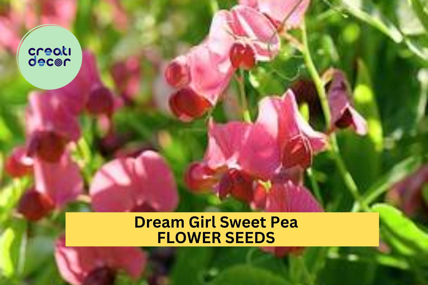 50+ Dream Girl Sweet Pea Seeds – Blush Pink & Cream Fragrant Blooms for Garden Planting, Climbing Vines for Trellises – USA