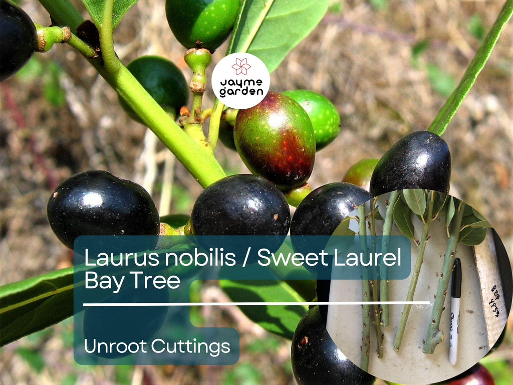 5 Unroot Cuttings (5-inch) Sweet Laurel Bay Tree - Fresh Bay Leaf Herb Plant Cuttings for Garden & Culinary Use - Laurus nobilis