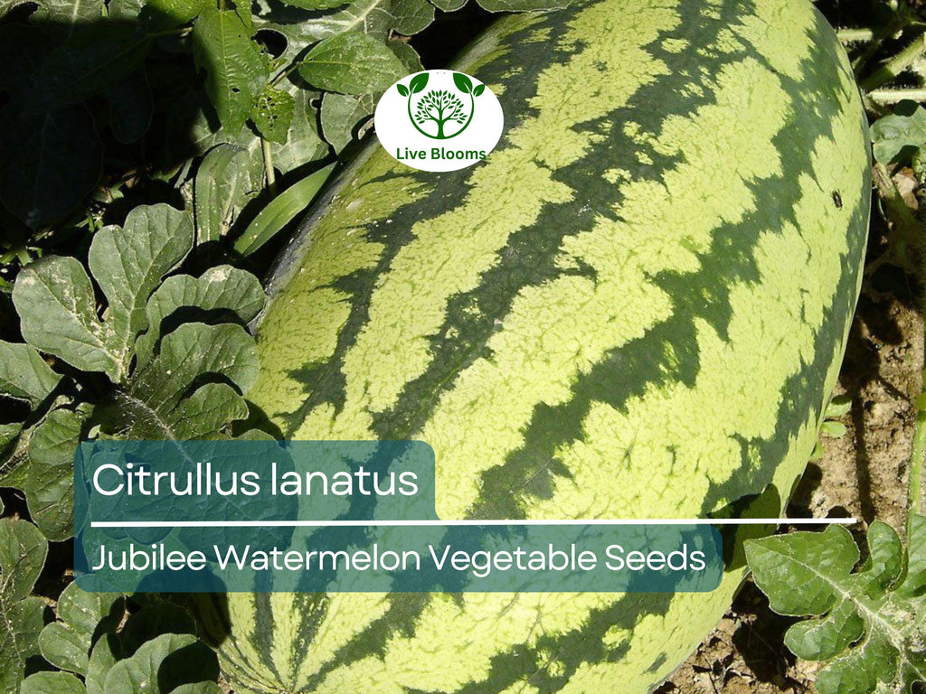 1000 mg Jubilee Watermelon Seeds - Citrullus lanatus | Heirloom Watermelon for Planting, Sweet Juicy Harvest, Home Garden Favorite
