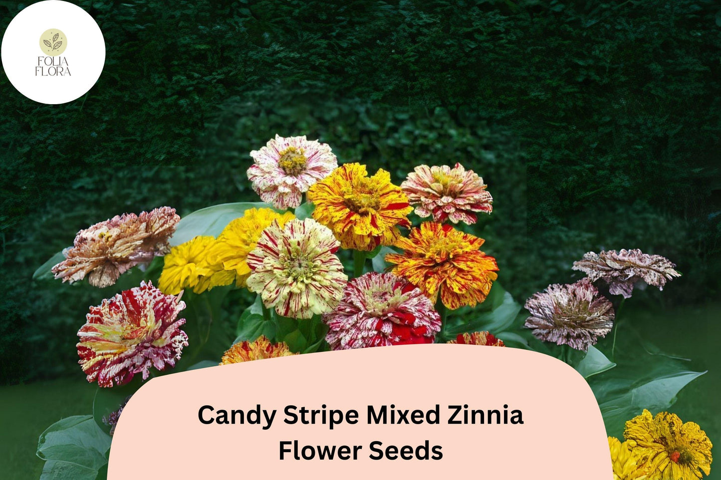 100+ Candy Stripe Mix Zinnia Seeds – Colorful Striped Blooms for Summer Gardens & Bouquets