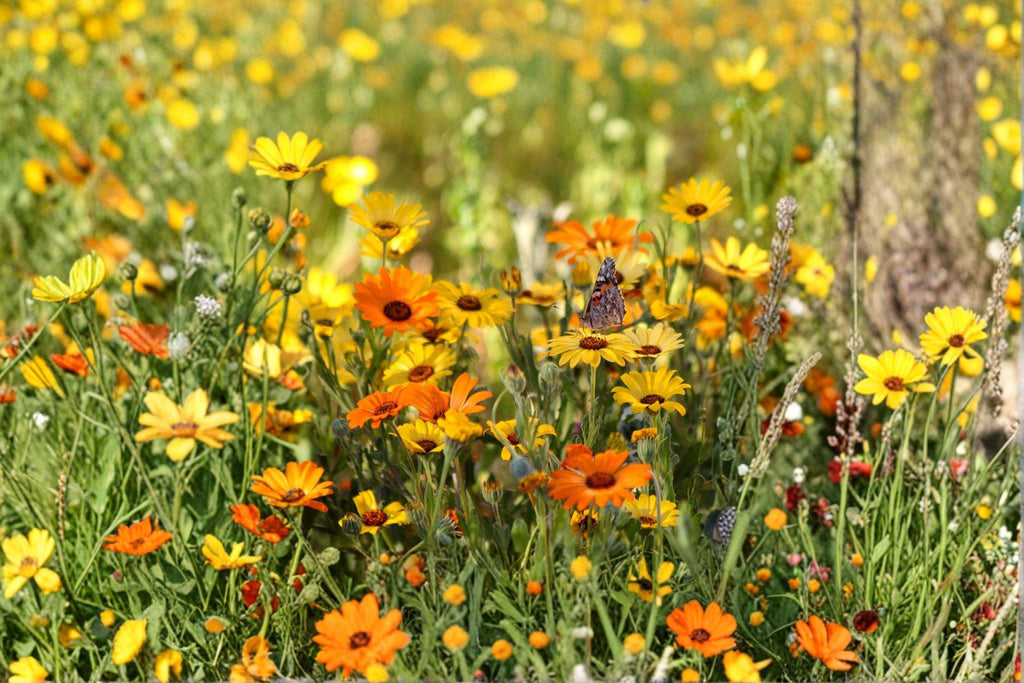 African Daisy – Dimorphotheca sinuata Seeds | 50 Seeds | Bright Orange Wildflower | Drought-Tolerant Garden Favorite
