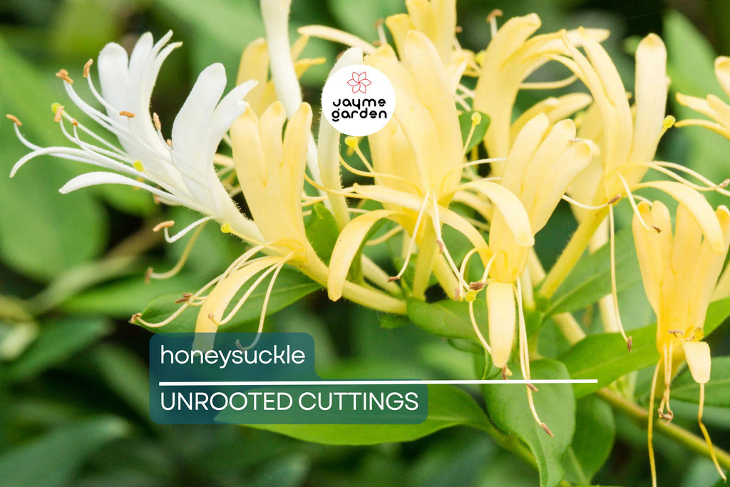 6 Honeysuckle Plant Cuttings | Fragrant Vine | No Roots | 6"-8" Long | Fast Growing | Easy to Propagate