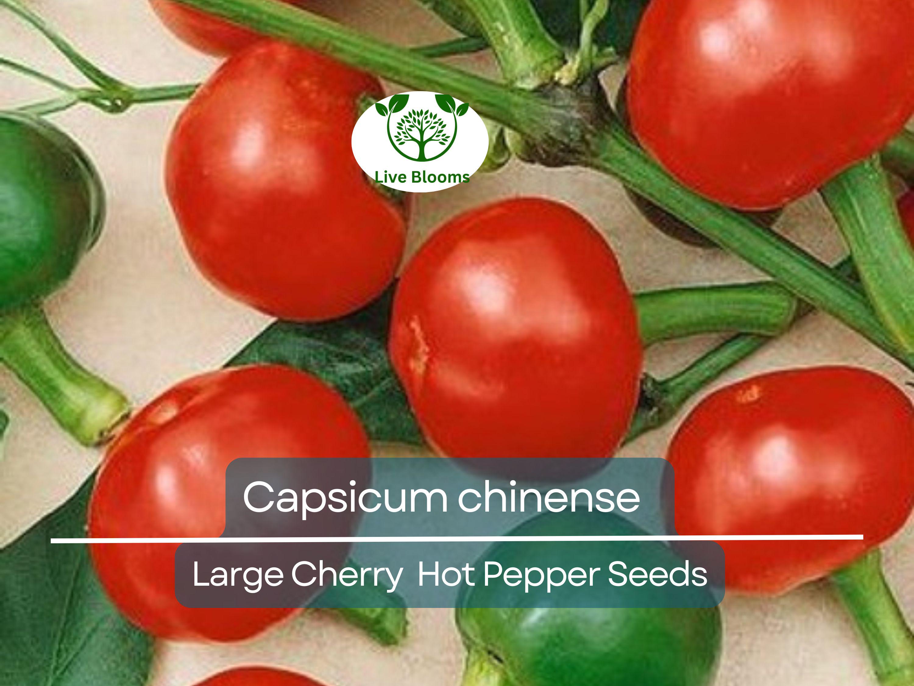 30 Seeds Large Cherry Hot Pepper (Capsicum annuum) – Sweet & Spicy, Cherry-Style Pepper for Planting, Great for Salsa, Salads and Hot Sauces
