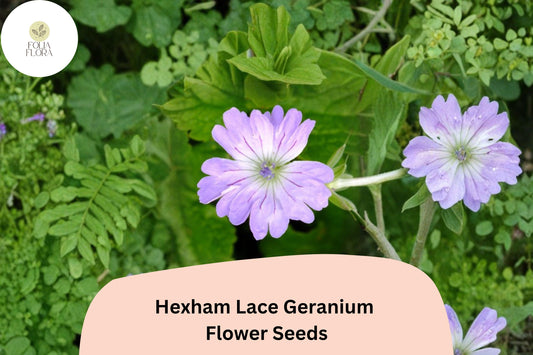 25+ Hexham Lace Geranium Seeds for Garden Planting – Delicate Purple Lace-like Blooms, Hardy Perennial Flower