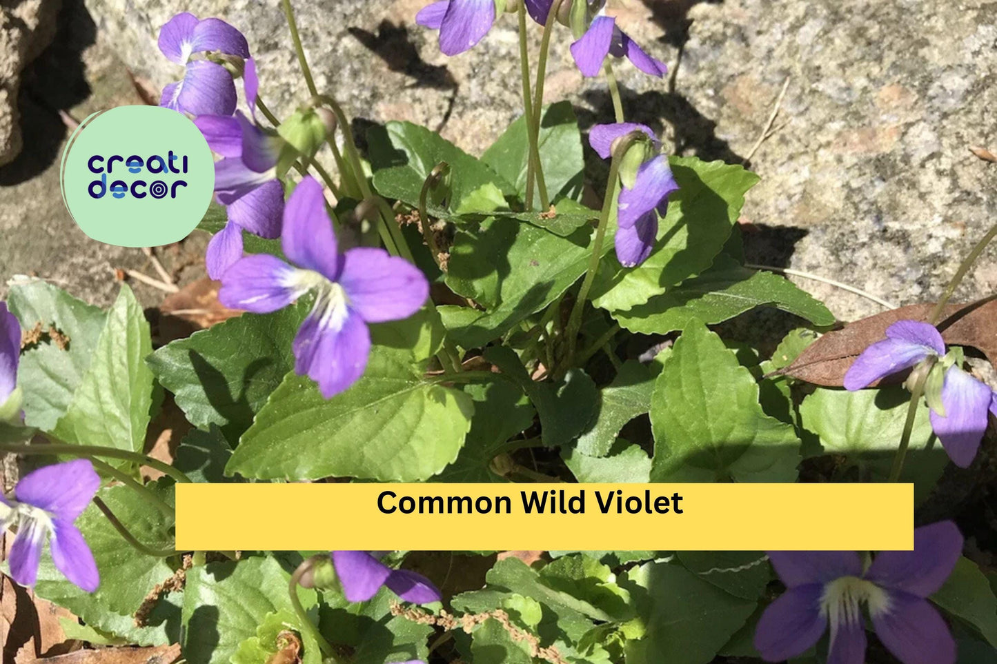25 Live Starter Plants - Purple Violets , Bare Root Perennial Flowers for Garden Beds, Borders, and Ground Cover with Seasonal Blooms