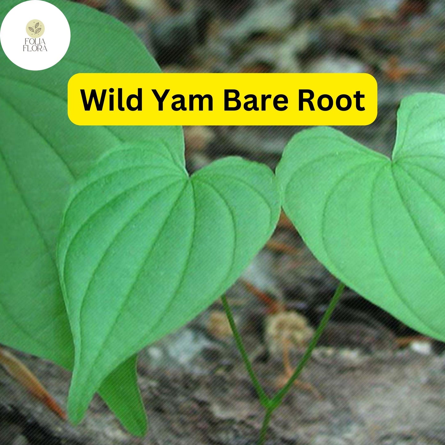10 Bare Root Wild Yam Plants, Perennial Vine, Dioscorea villosa, Organic Wildflower Bulbs for Gardens