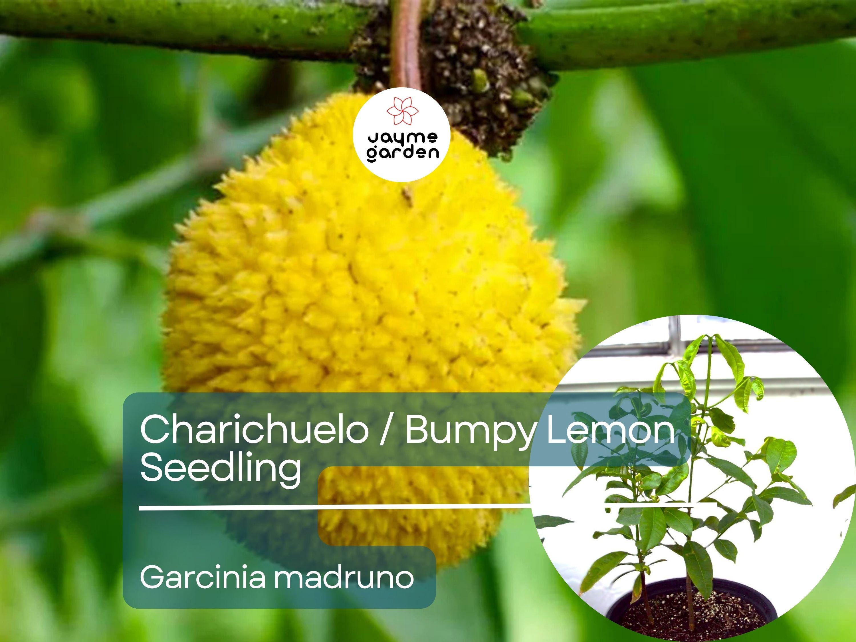 Bumpy Lemon Starter Plant Seedling - Charichuelo (Garcinia madruno) Live Tropical Fruit Tree 12″-24″ - Tangy Citrus-Like Fruit for Garden
